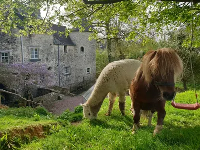 Animaux dans le B&B/chambre d'hôtes ou à proximité