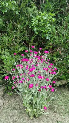 Jardin de l'établissement La Balnière Normande
