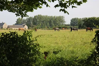 Animaux dans l'appartement ou à proximité