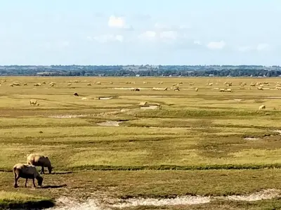 Animaux dans la maison de vacances ou à proximité