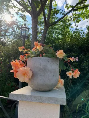 Jardin de l'établissement Le Petit Manoir
