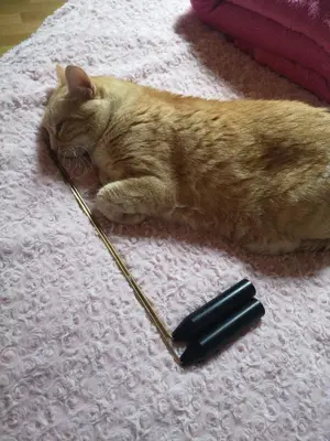 Animal ou animaux domestique(s) séjournant avec des clients dans l'établissement REVES DE BAIE - Chambre d'hôtes COSY avec table BIO et MASSAGES - Vue panoramique exceptionnelle