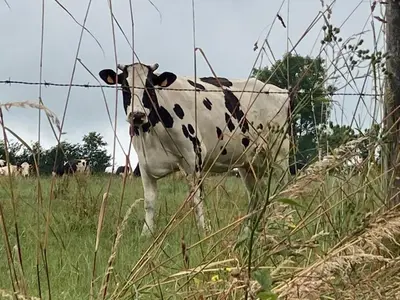Animaux dans le B&B/chambre d'hôtes ou à proximité