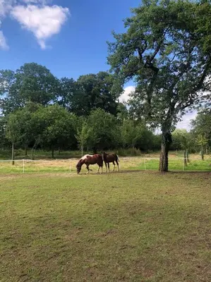 Plan de l'établissement La Forêt Auvray - Maison de campagne