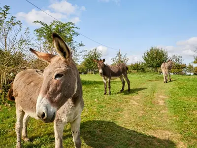 Animaux dans la maison de vacances ou à proximité