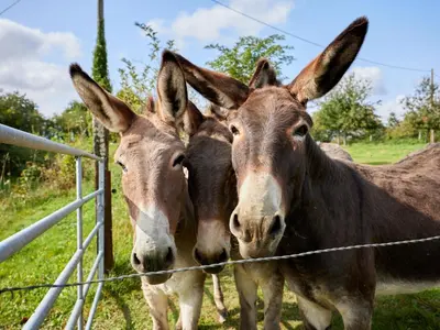 Animaux dans la maison de vacances ou à proximité