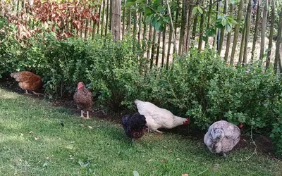 Animaux dans le B&B/chambre d'hôtes ou à proximité