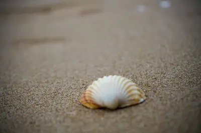 Plan de l'établissement Le Coquillage Bleu - Élégance marine à Cabourg