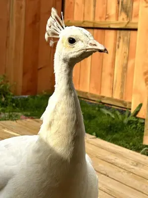 Animaux dans la maison de vacances ou à proximité