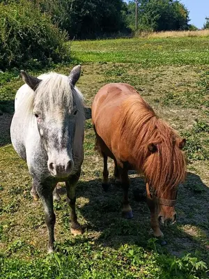 Animaux dans la maison de vacances ou à proximité
