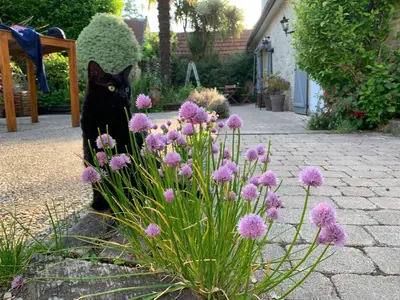 Jardin de l'établissement Longère bord de mer avec grand jardin fleuri