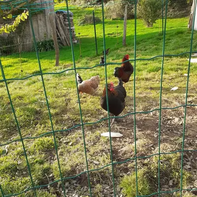 Animaux dans le B&B/chambre d'hôtes ou à proximité