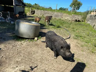 Animaux dans le B&B/chambre d'hôtes ou à proximité