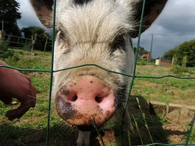 Animaux dans la maison de vacances ou à proximité