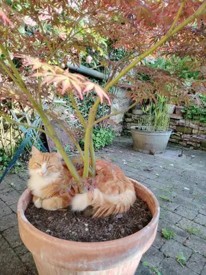 Animal ou animaux domestique(s) séjournant avec des clients dans l'établissement Chambre chez Didier et Corinne