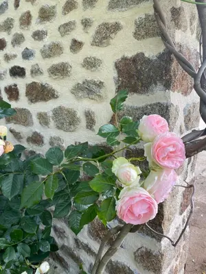 Jardin de l'établissement Le Petit Ronsard