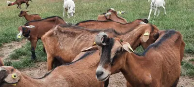 Animaux dans la maison de vacances ou à proximité
