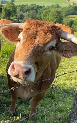 Animaux dans la maison de vacances ou à proximité