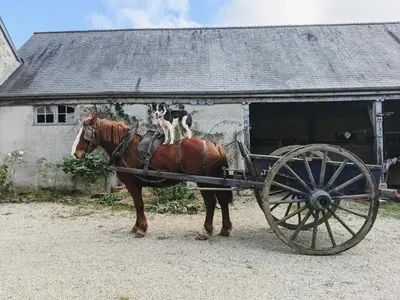 Animaux dans le B&B/chambre d'hôtes ou à proximité