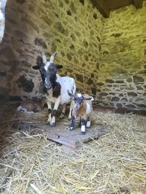 Animaux dans la maison d'hôtes ou à proximité