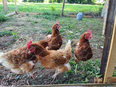 Animaux dans la maison de vacances ou à proximité