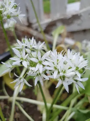 Jardin de l'établissement Gite Petite