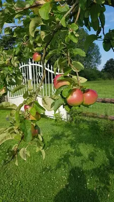 Jardin de l'établissement Gîte Esprit Mer