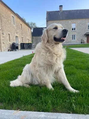 Animal ou animaux domestique(s) séjournant avec des clients dans l'établissement Gite du Douet de moulagny