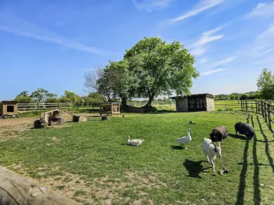 Animaux dans le camping ou à proximité