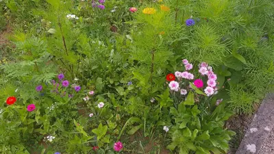 Jardin de l'établissement Maison entre Cherbourg et Mont Saint Michel