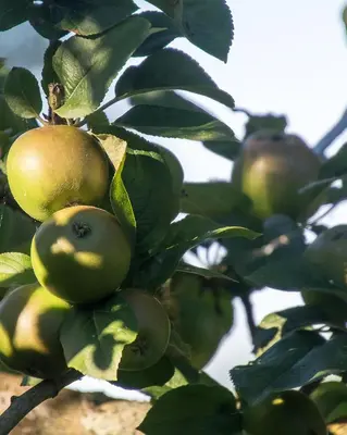 Plan de l'établissement La Cour Souveraine - Chambre d'hôtes La Péninsule