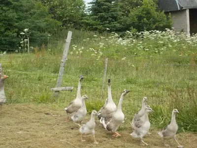 Animaux dans le B&B/chambre d'hôtes ou à proximité
