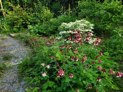 Jardin de l'établissement Le Jardin des Papillons, gîte et chambre d'hôtes à Saint Fraimbault