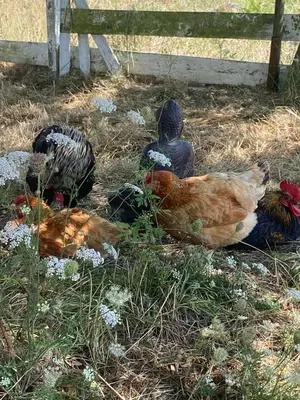 Animaux dans le B&B/chambre d'hôtes ou à proximité