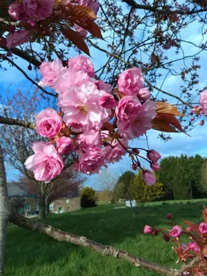 Jardin de l'établissement Cherry Tree Avenue