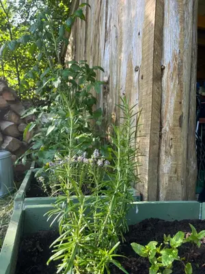 Jardin de l'établissement Les Hulottes