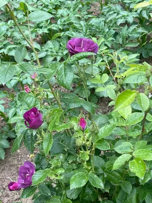 Jardin de l'établissement Château de la cour de Coulonces