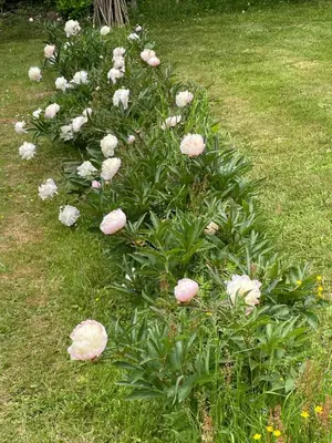 Jardin de l'établissement Château de la cour de Coulonces