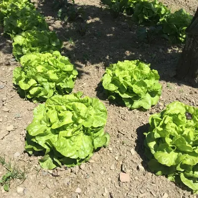 Jardin de l'établissement Le Manoir de Bénédicte B&B