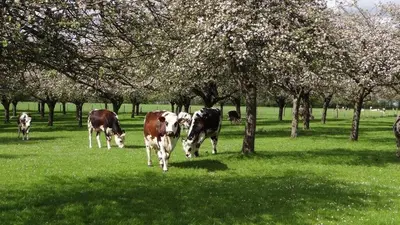 Animaux dans la maison de vacances ou à proximité
