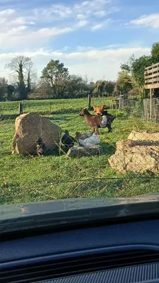 Animaux dans la maison d'hôtes ou à proximité