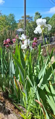 Jardin de l'établissement Gîte La Cauvignyere