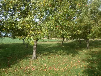 Jardin de l'établissement Bivouac Haut comme 3 pommes