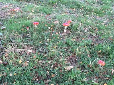 Jardin de l'établissement Le Fil du Temps
