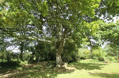 Jardin de l'établissement Gites Du Manoir de Savigny