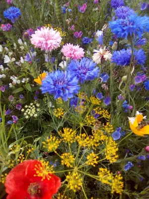 Jardin de l'établissement Le Clos Doux