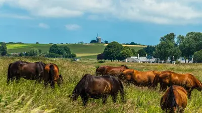 Animaux dans l'appartement ou à proximité