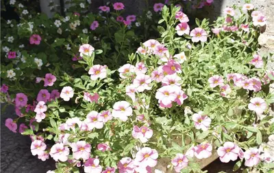 Jardin de l'établissement Pet Friendly Home In Sainte-Mère-Eglise