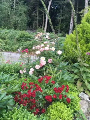 Jardin de l'établissement Chateau de Beaulieu