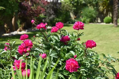 Jardin de l'établissement Petite Emeraude